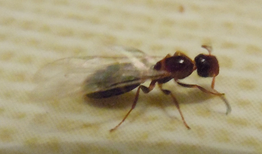 Camponotus truncatus?  S